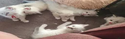 Siberian cats for sale: Soft and fluffy Siberian Neva Masquerade Kittens - Advert 8