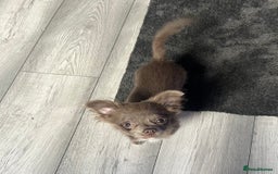 Chihuahua dogs for sale: Blue/lilac long haired chihuahua boy  - Image 4