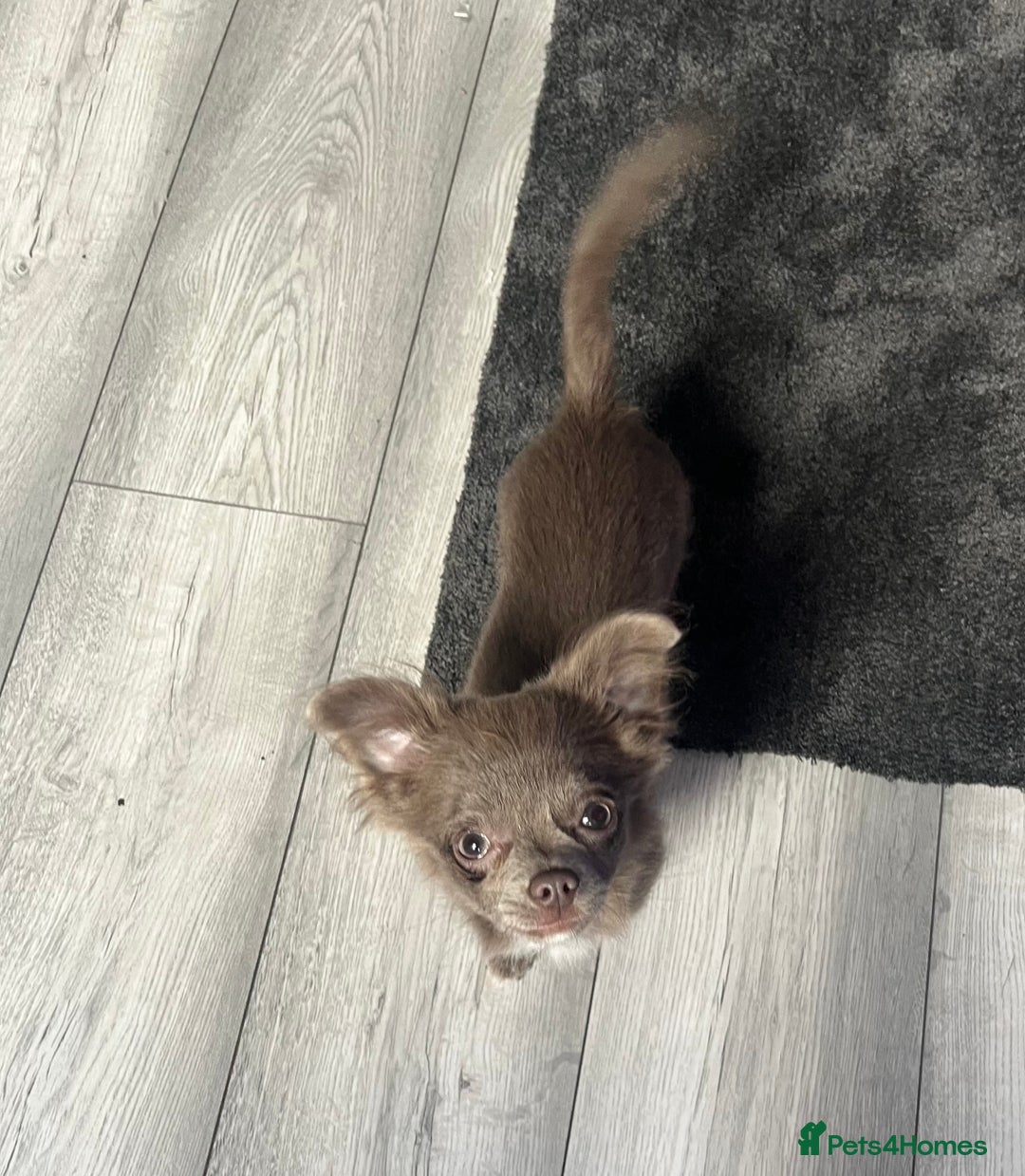 Chihuahua dogs for sale: Blue/lilac long haired chihuahua boy  - Image 4