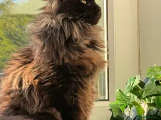 Maine Coon cats GCCF/TICA XL KING-SIZE STUD - Advert 5