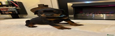 Dobermann Puppy 3