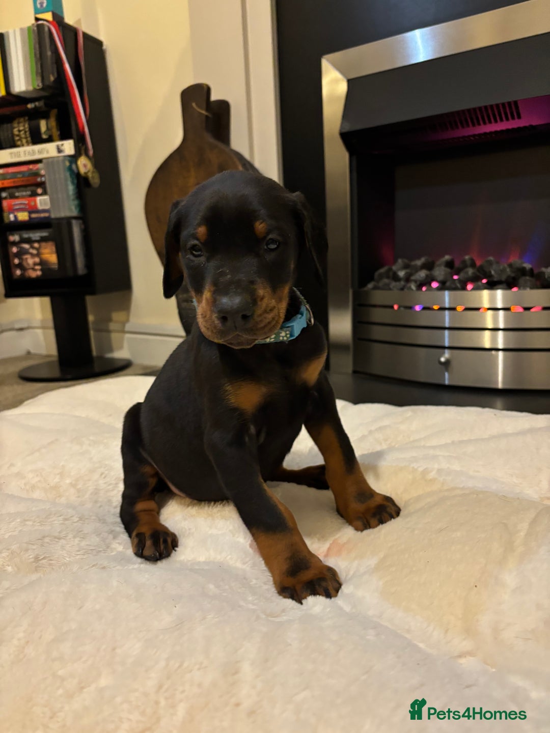 Dobermann dogs for sale: Stunning KC Dobermans champion bloodlines  - Advert 30