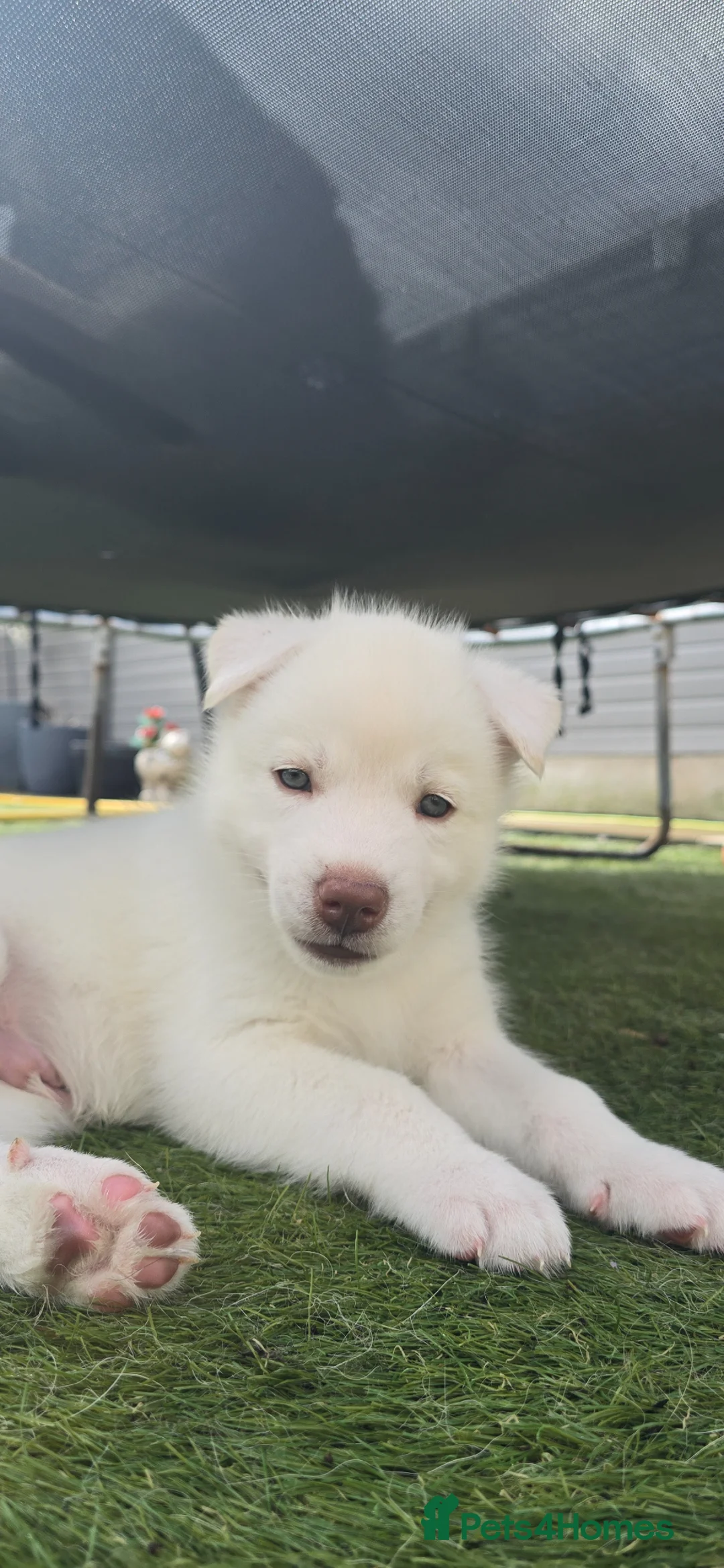 Siberian Husky dogs for sale: Litter of 7 white beautiful pups in Nottingham - Advert 1