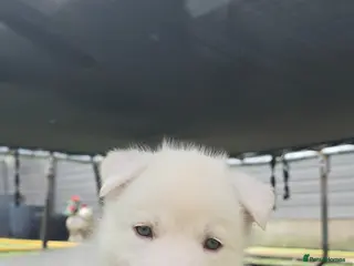 Siberian Husky dogs Litter of 7 white beautiful pups - Advert 10