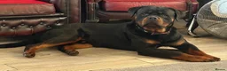 Rottweiler dogs for sale: KC REGISTERED HEALTH TESTED  - Advert 4