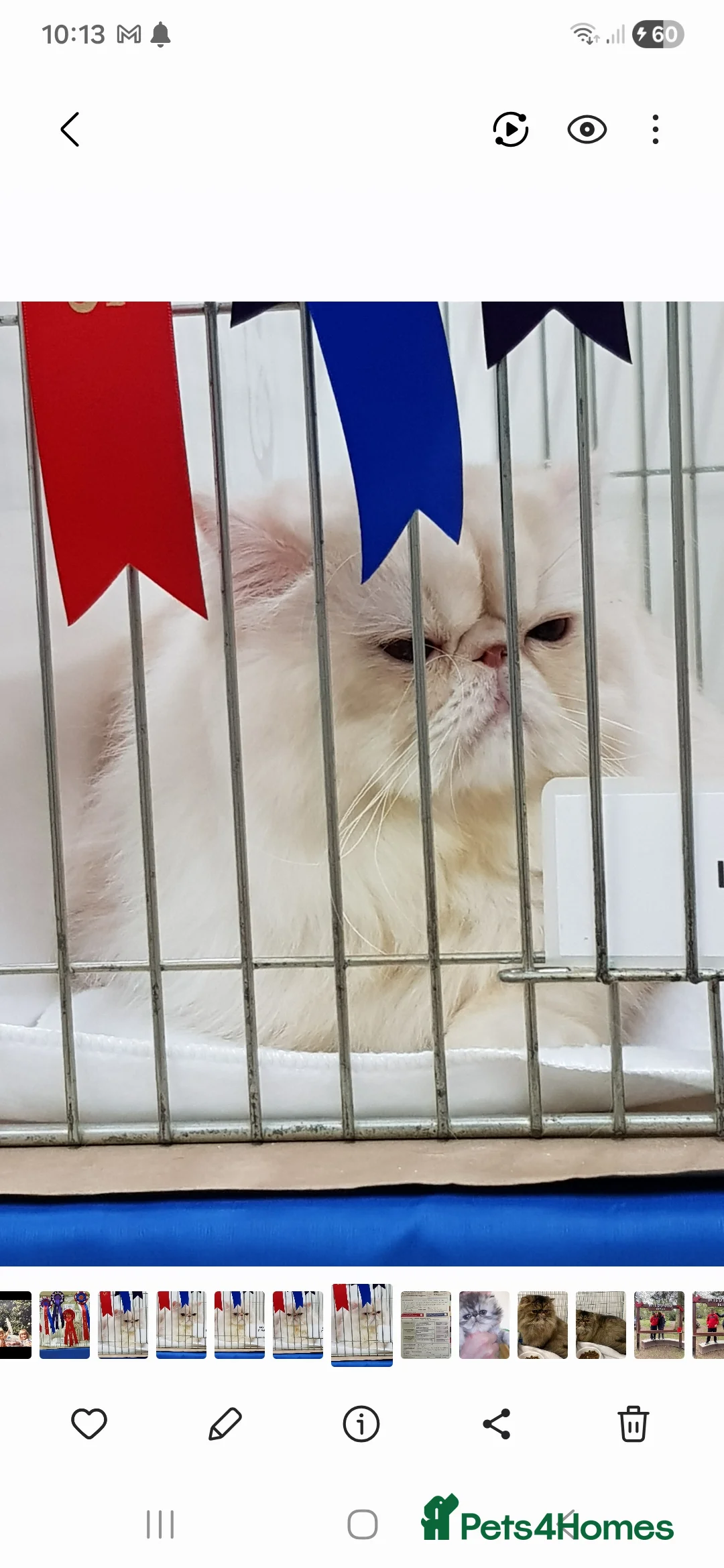 Persian cats for sale: Grand champion cameo male persian - Advert 4