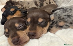 Miniature Dachshund dogs for sale: Incredible KC pups from Cream & Champion lines - Advert 8