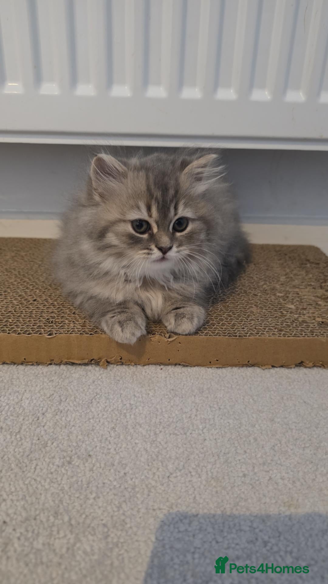 Mixed Breed cats Adorable Ragdoll x Persian Kittens - Advert 2