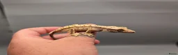 Gecko reptiles for sale: Tri Colour Harlequin Partial Pin Crested Gecko  - Advert 4