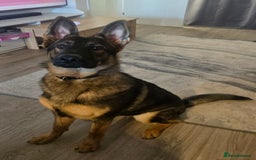 German Shepherd dogs for sale: Girl KC German Shepherd, 9 months - Image 4