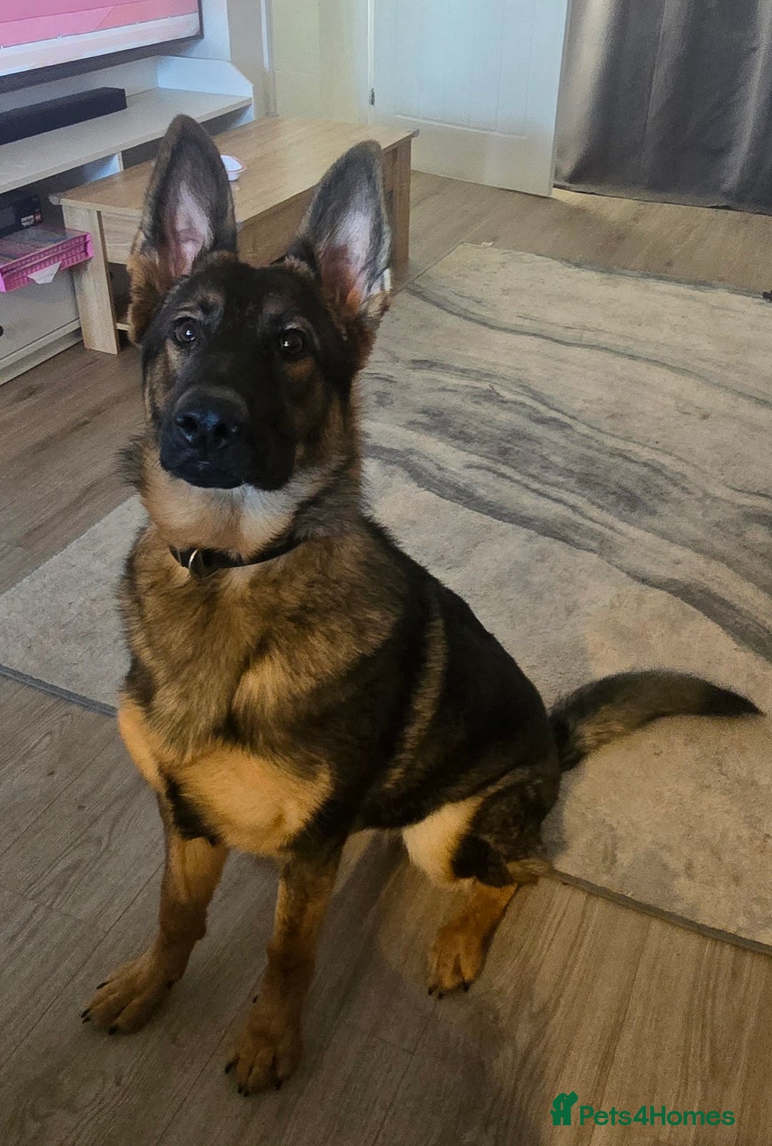 German Shepherd dogs for sale: Girl KC German Shepherd, 9 months - Image 4