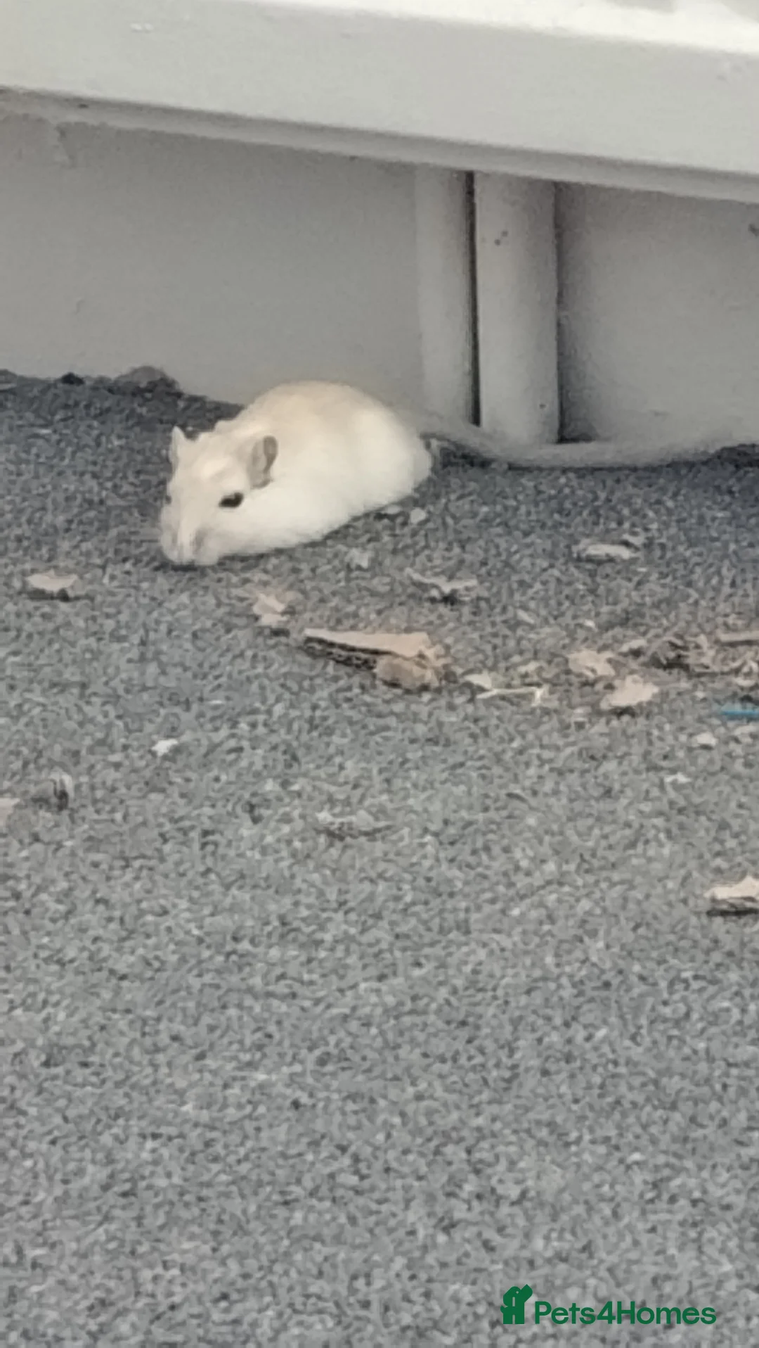 Gerbil rodents for sale: 2 male gerbils looking for new home in Great Yarmouth - Advert 5