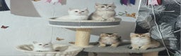 British Shorthair cats for sale: British shorthair pedigree kittens - Advert 16