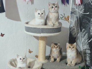 British Shorthair cats British shorthair pedigree kittens - Advert 1