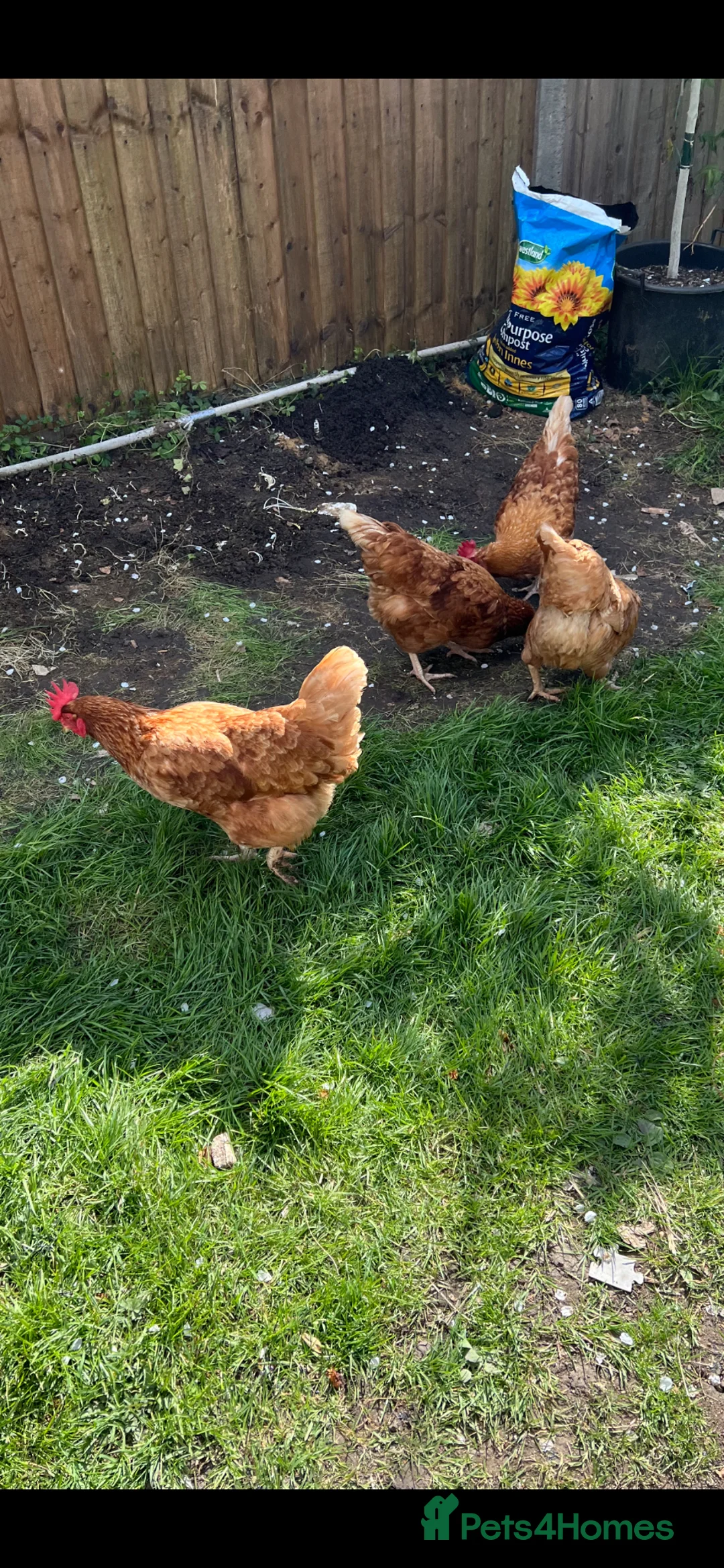 Chickens poultry for sale: X4 ISA brown/Hybrid Egg Laying Hens - £10 in Greenford - Advert 1