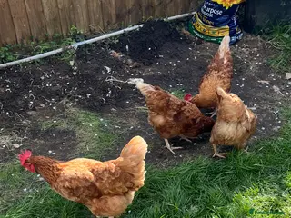 Chickens poultry X4 ISA brown/Hybrid Egg Laying Hens - £10 - Advert 3