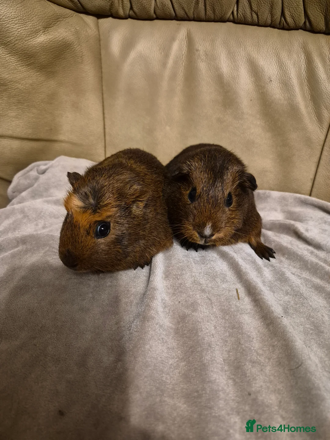Guinea Pig rodents for sale: 2 Adorable Female Baby Guinea Pigs - Advert 3