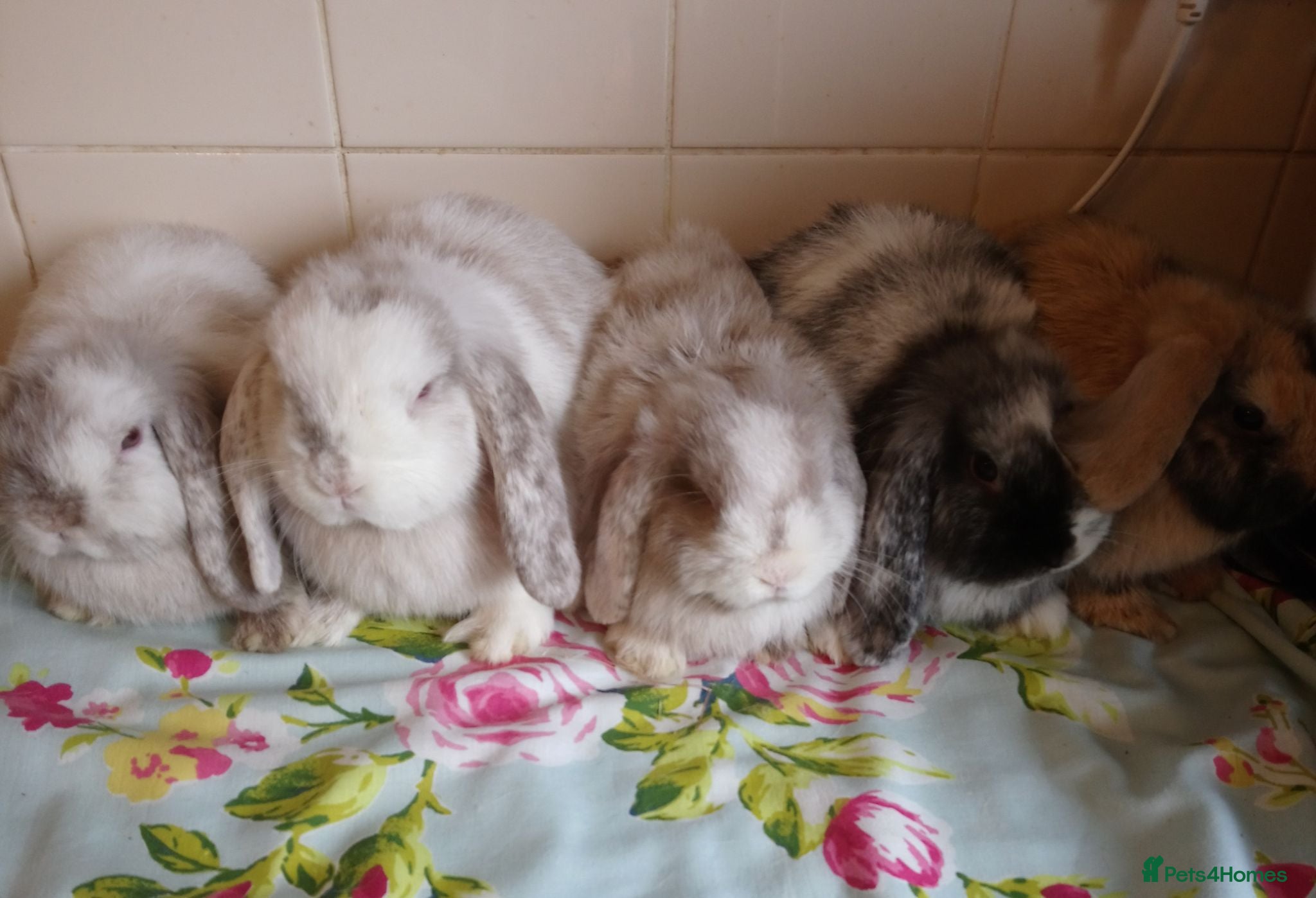 Mini Lop rabbits Pedigree Mini Lops - Advert 1