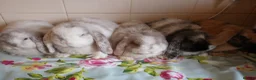 Mini Lop rabbits for sale: Pedigree Mini Lops in Tamworth - Advert 1