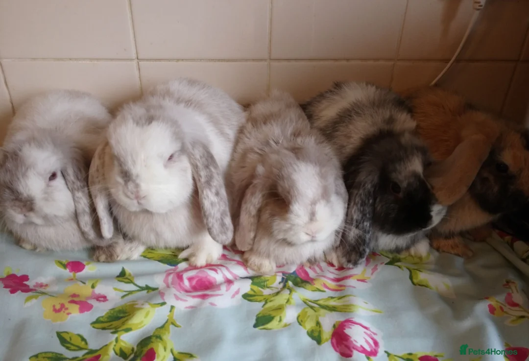 Mini Lop rabbits for sale: Pedigree Mini Lops in Tamworth - Advert 1