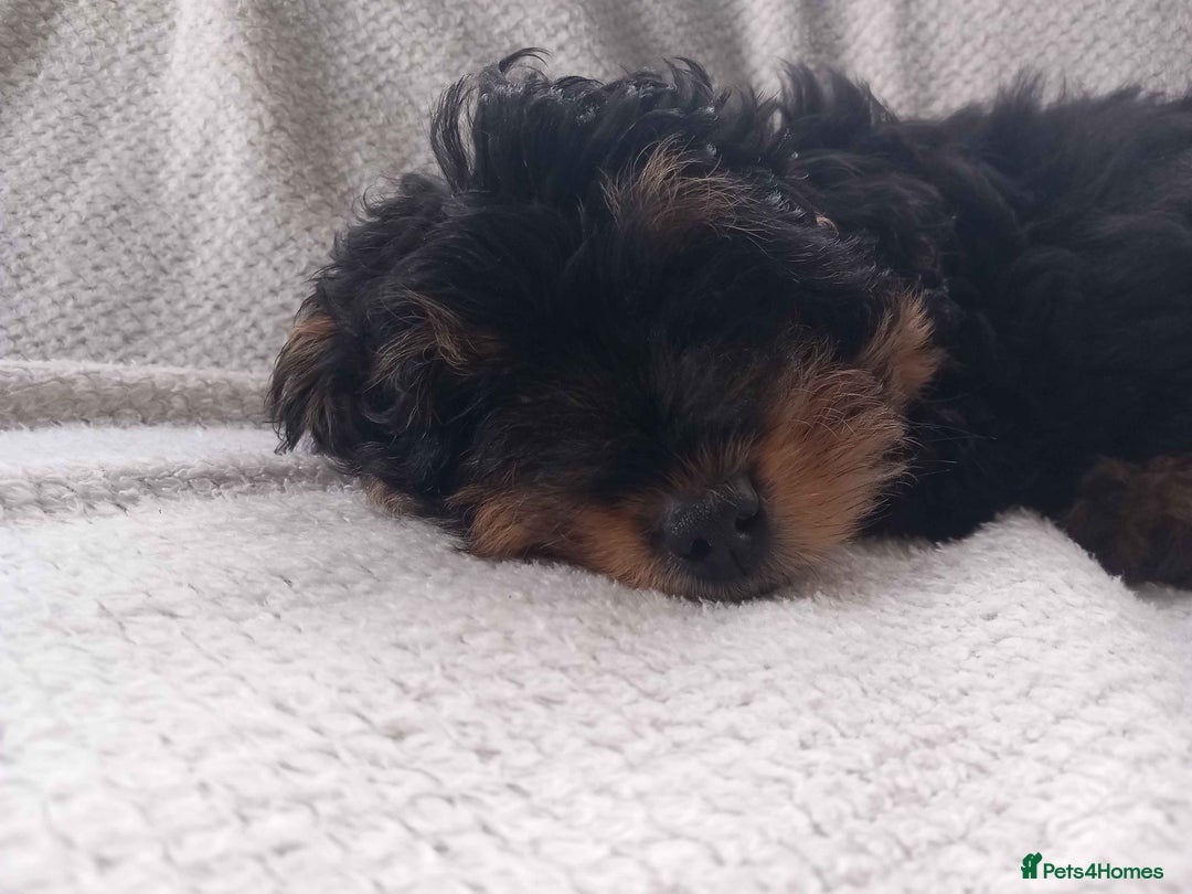 Shihpoo dogs for sale: Teddy Bear Shih Poo Girl – Super Fluffy  - Advert 3