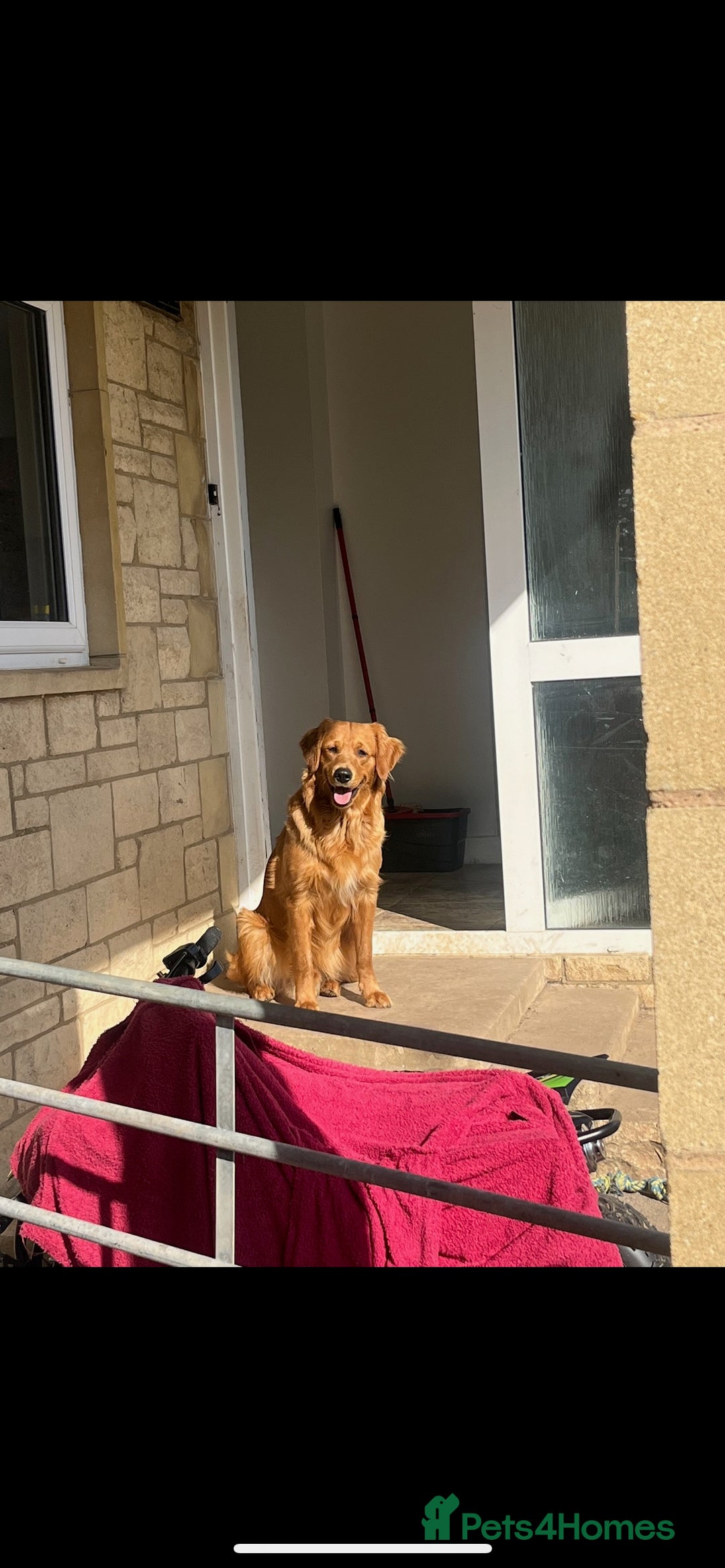 Golden Retriever dogs for sale: KC REGISTERED GOLDEN RETRIEVER PUPPIES - Advert 4
