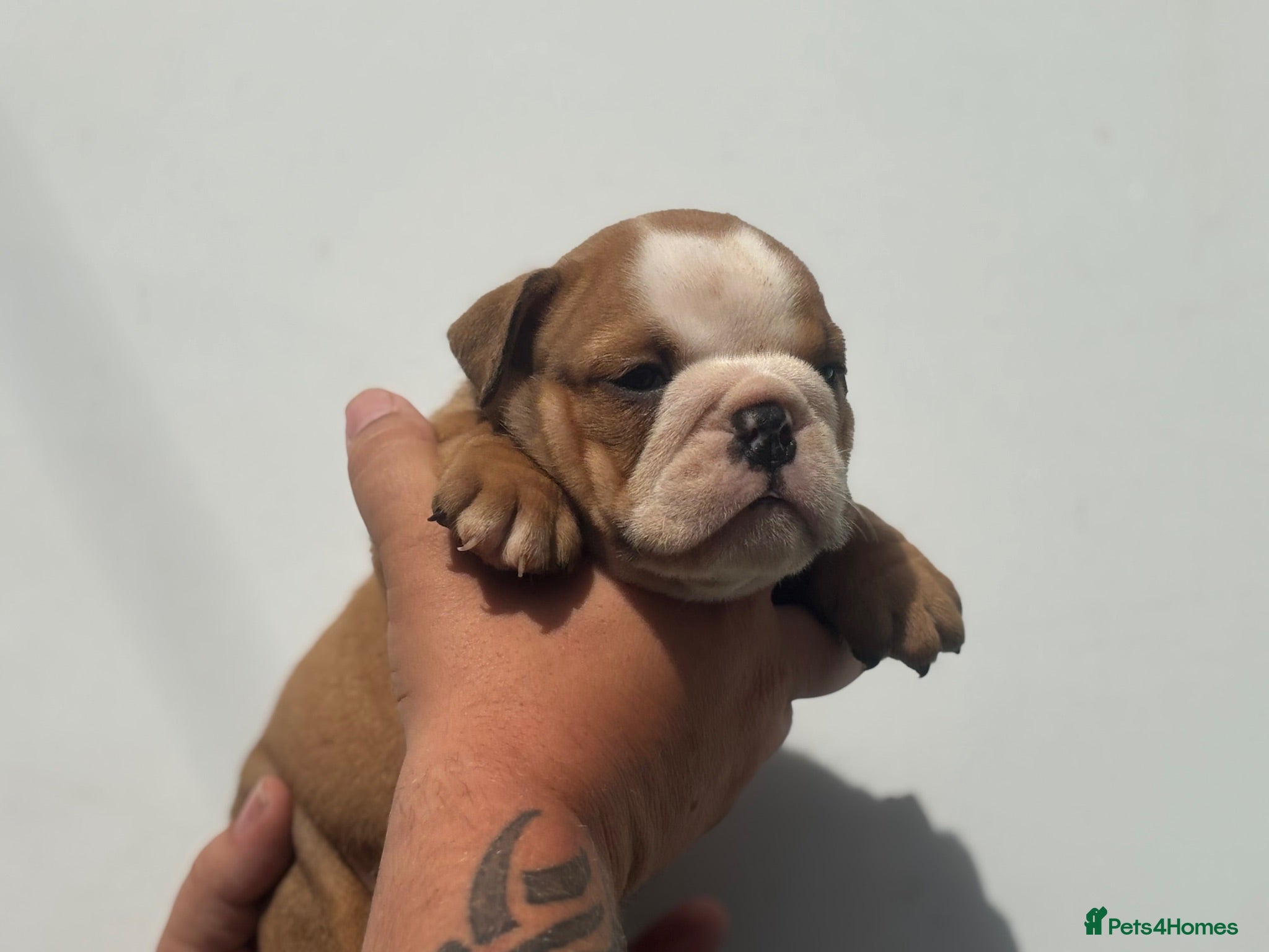 English Bulldog dogs Quality Bulldog Puppies  - Advert 8
