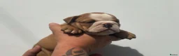 English Bulldog dogs for sale: Ready to leave this weekend  - Advert 11
