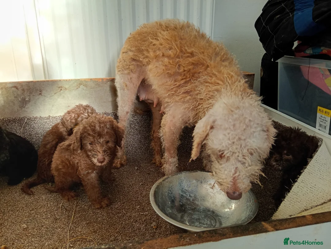 Bedlington Terrier dogs for sale: Beddlington terrier pups for sale - Advert 1