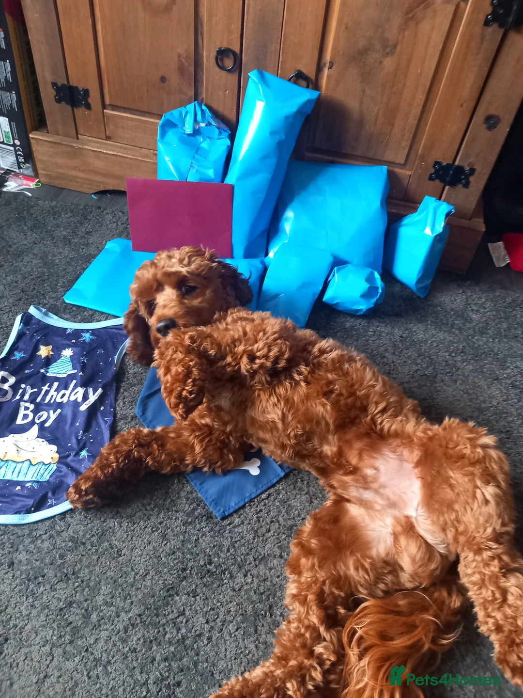 Cockapoo dogs for stud: STUD. Proven Toy Cockapoo - Advert 4