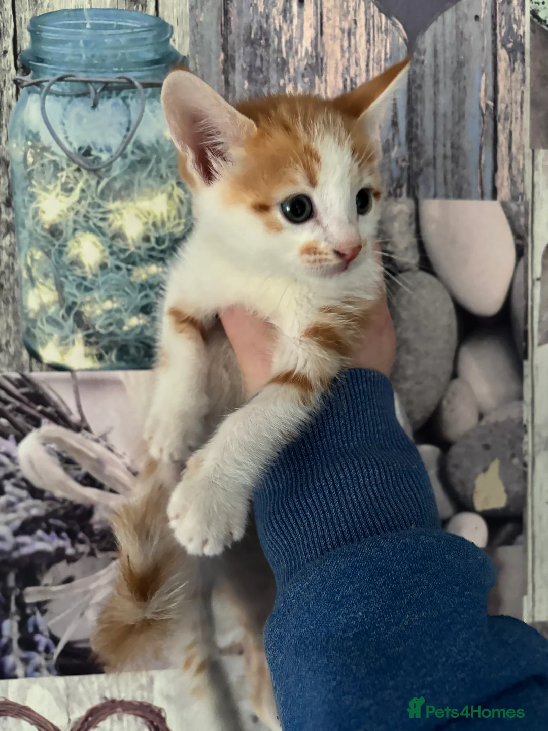 Mixed Breed cats for sale: Stunning chunky males  - Advert 8