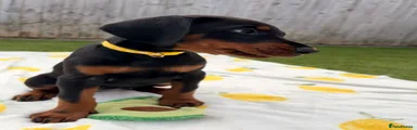 Dobermann Puppy 6