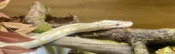 Python Snake reptiles for sale: Ball pythons looking for new home  - Advert 4