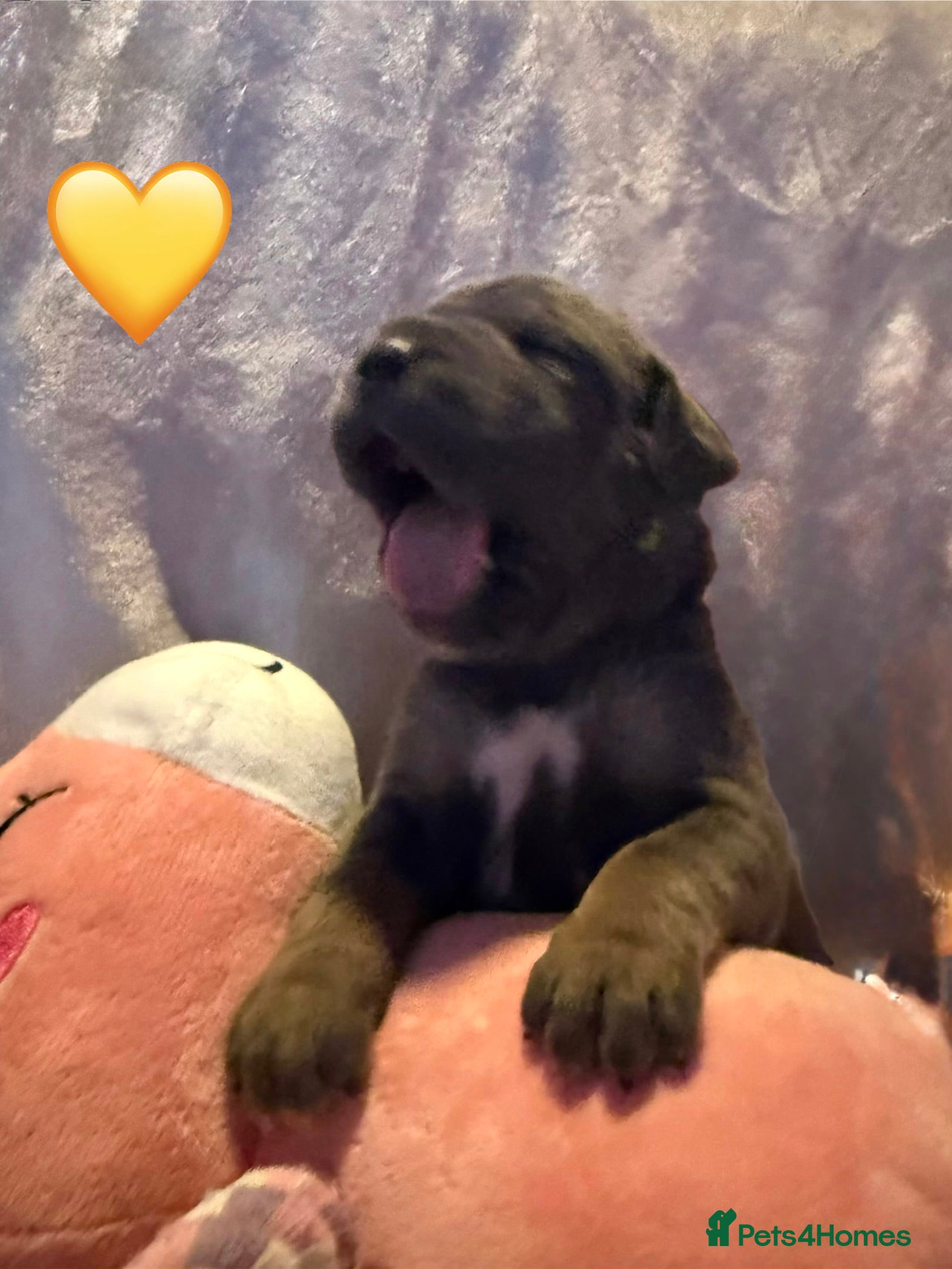 Cane Corso dogs Cane corso puppies ICCF registered  - Advert 16