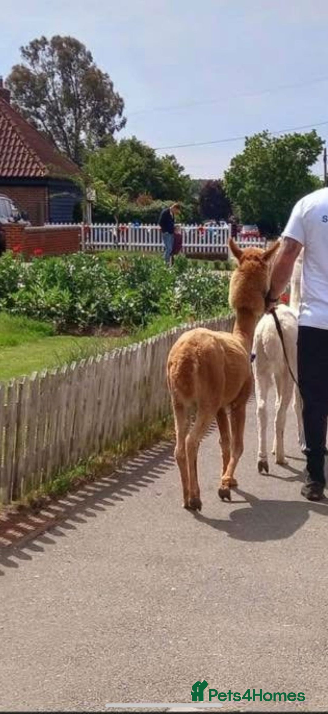 Alpaca livestock for sale: Trekking alpacas BAS registered  - Advert 4