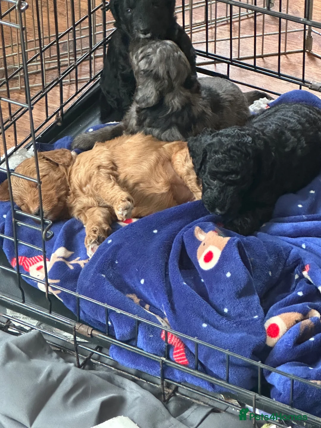 Labradoodle dogs for sale: Mini Labradoodle puppy’s  - Advert 11