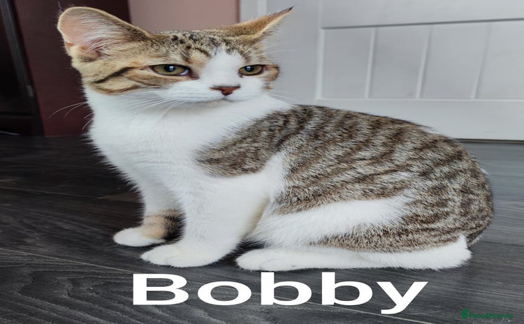 British Shorthair cats - Advert 1