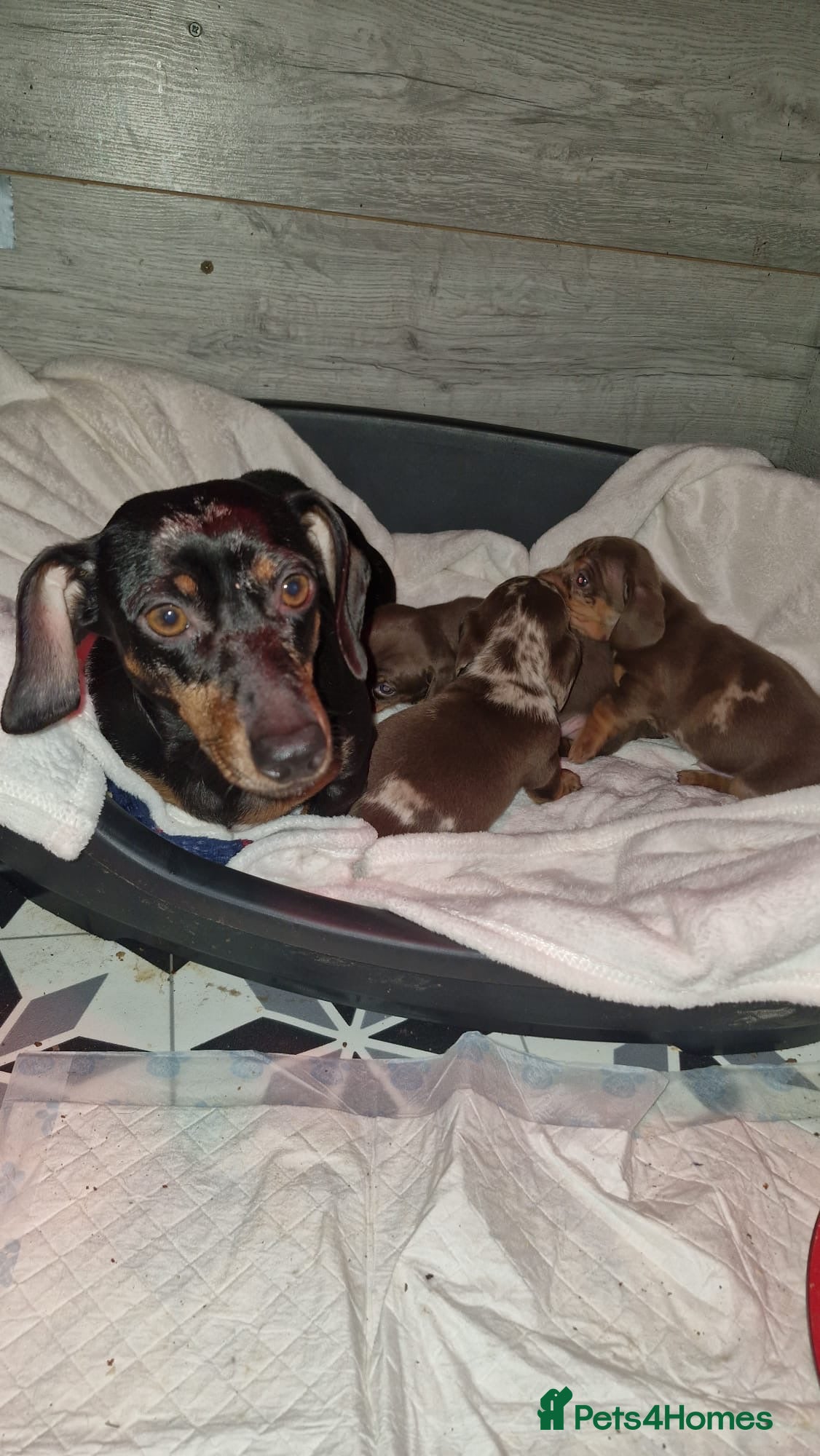 Miniature Dachshund dogs Beautiful dapple boy - Advert 1