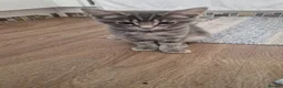 Mixed Breed cats for sale: Mixed ragdoll in Woking - Advert 2