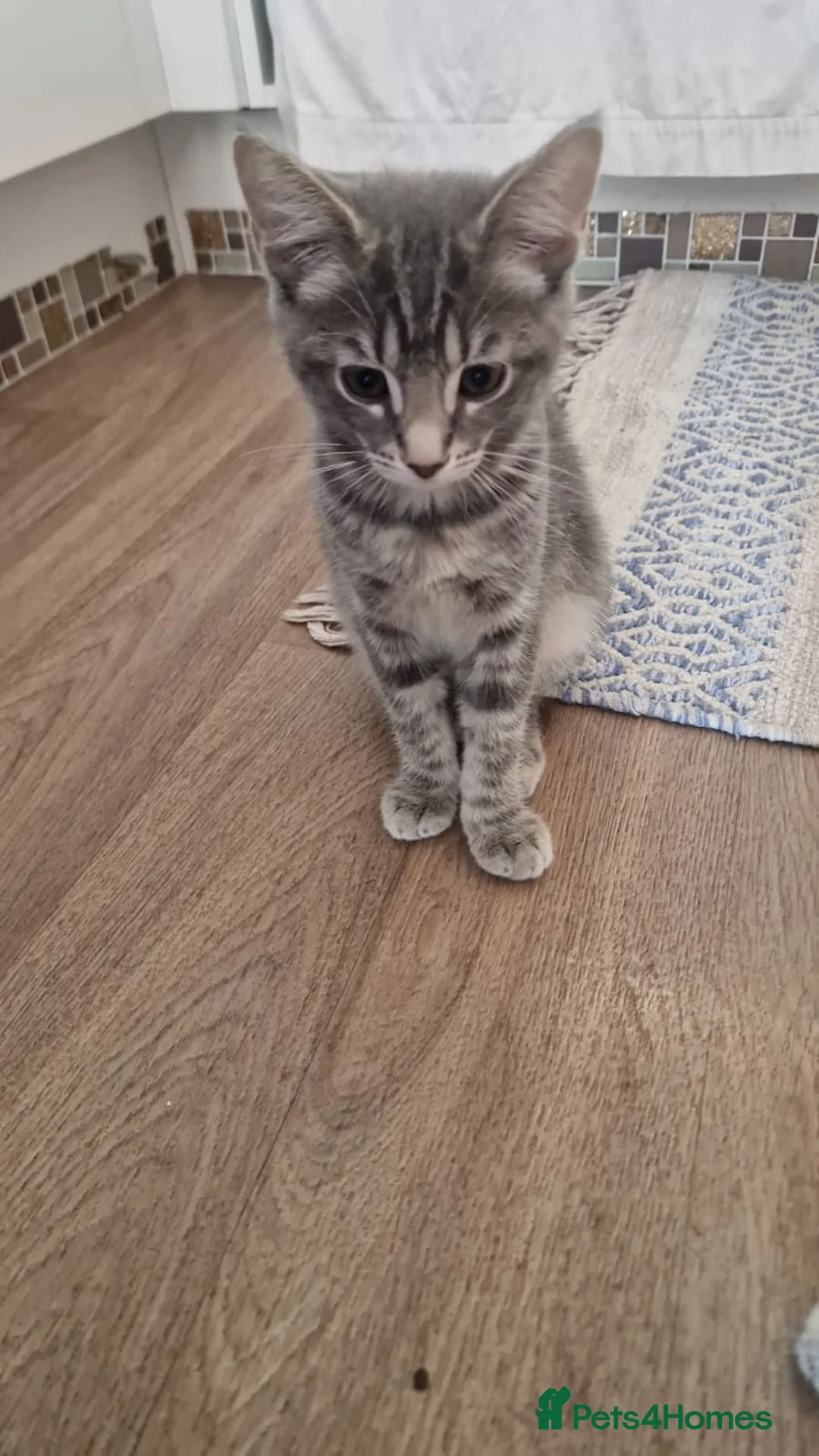 Mixed Breed cats for sale: Mixed ragdoll in Woking - Advert 2