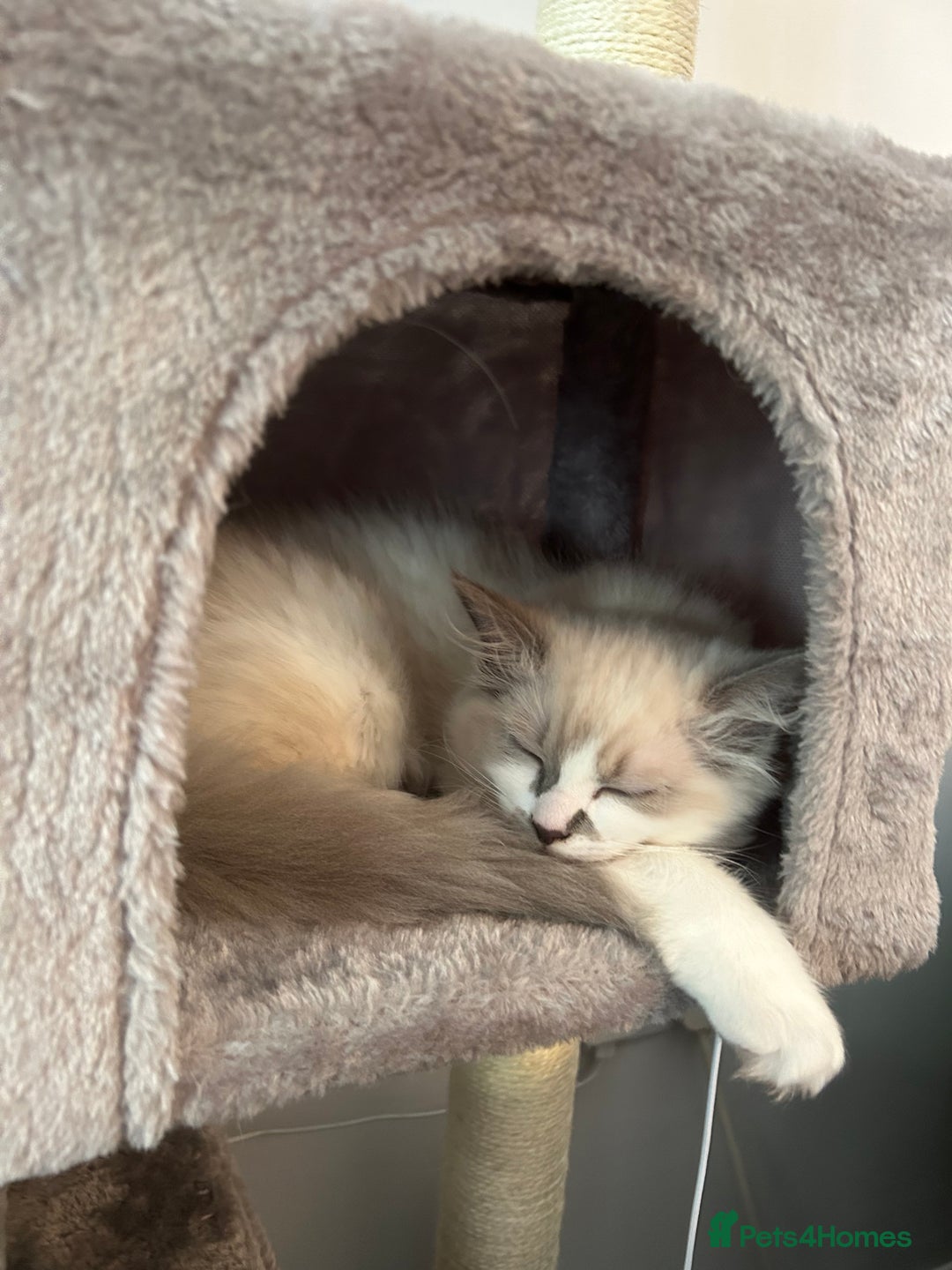 Ragdoll cats for sale: Ragdoll, Un-Neutered Female - Advert 6