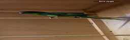 Parakeets birds for sale: Kakarikis for sale - Advert 2