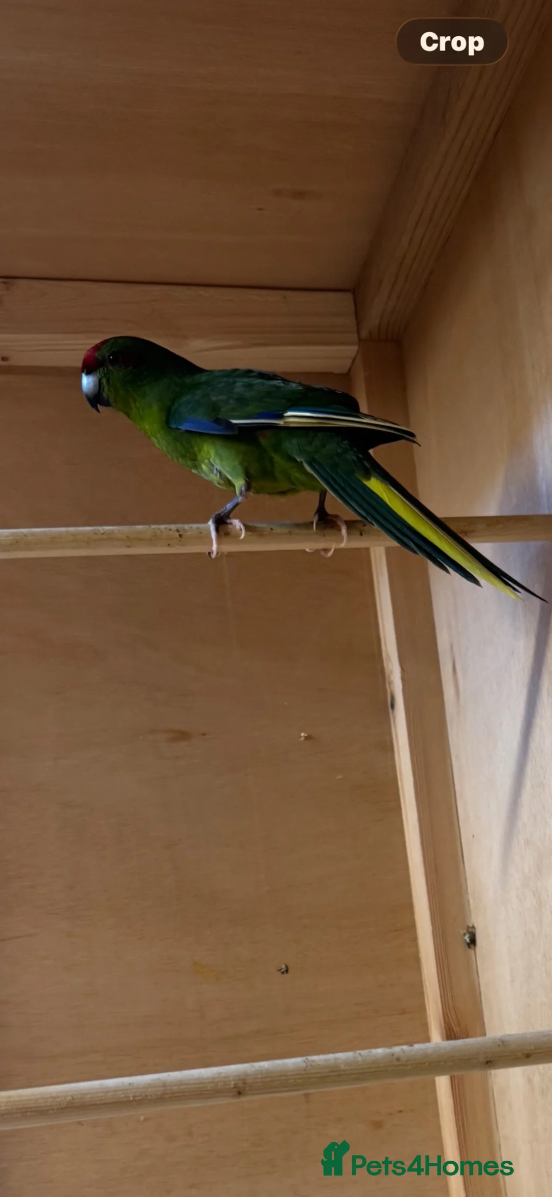 Parakeets birds for sale: Kakarikis for sale - Advert 2