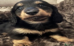 Miniature Dachshund dogs for sale: KC Reg PRA Clear Miniature Dachshunds  - Image 6