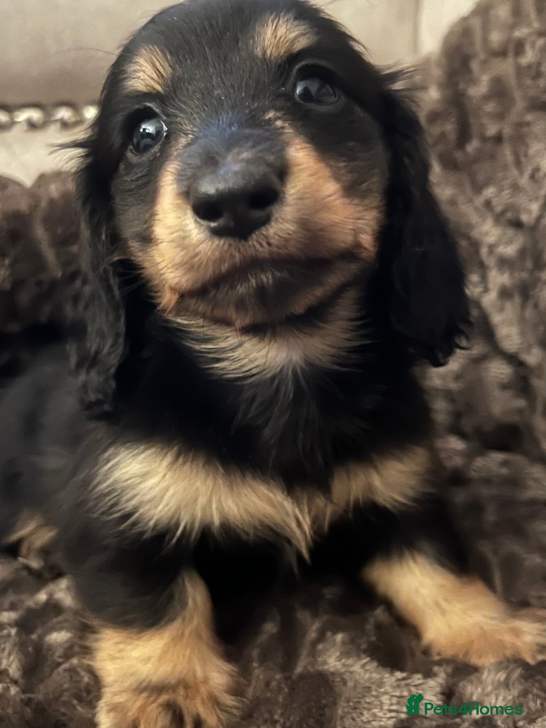 Miniature Dachshund dogs for sale: KC Reg PRA Clear Miniature Dachshunds  - Image 6