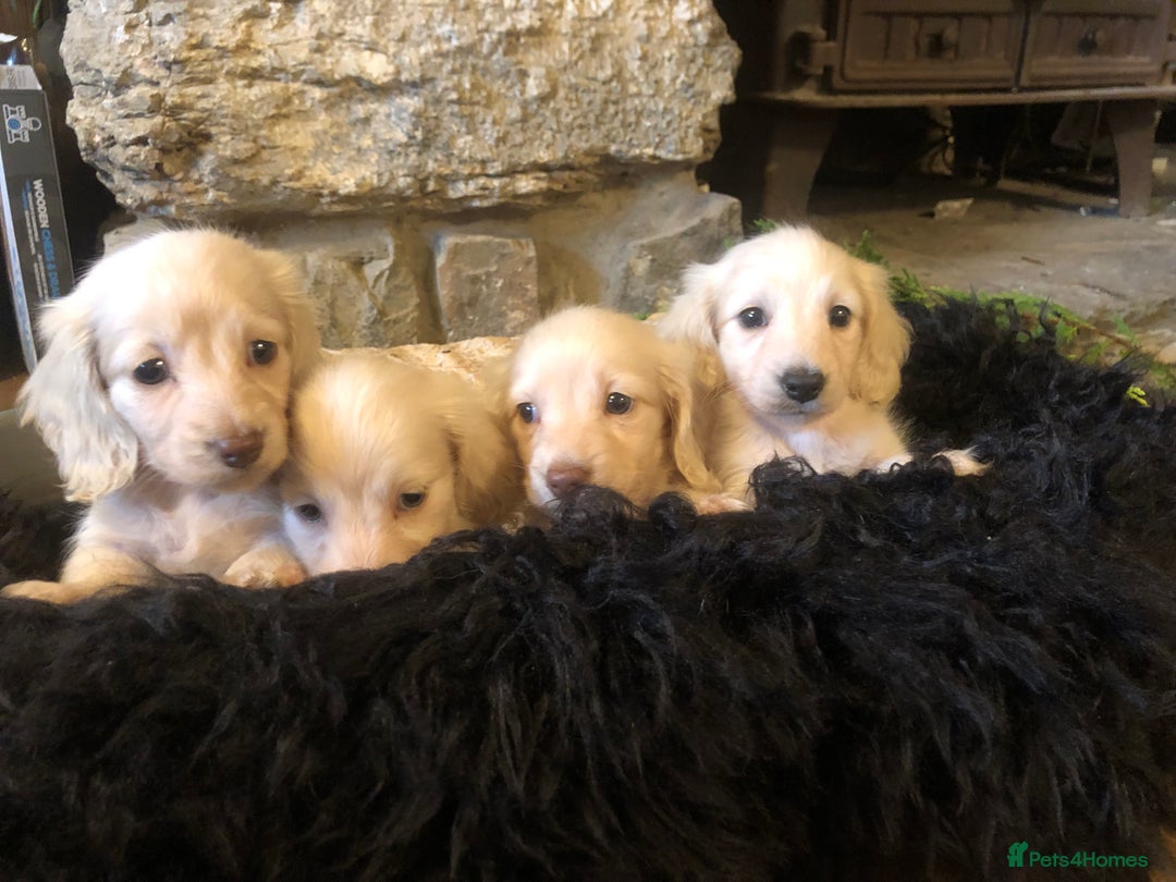 Miniature Dachshund dogs for sale: KC English Cream miniature dachshund  - Advert 7
