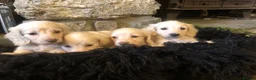 Miniature Dachshund dogs for sale: KC English Cream miniature dachshund  - Advert 7