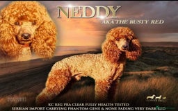 Jackapoo dogs for sale: Beautiful litter of 6 F1B Jackapoos - Image 12