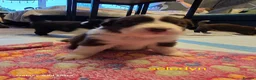 Border Collie dogs for sale: BORDER COLLIE PUPPIES – BEAUTIFUL LITTER OF 9  in Wishaw - Advert 14
