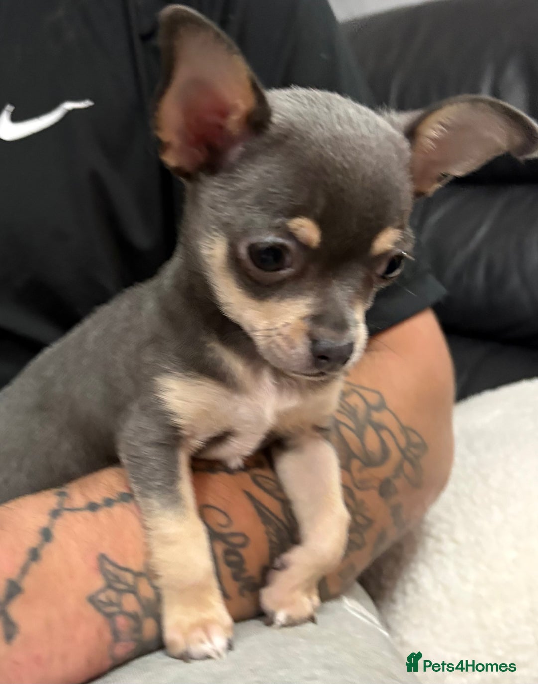 Chihuahua dogs for sale: Gorgeous Blue Boy Chihuahua  - Advert 5